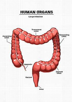 PSD 신체 일러스트 해부 의학 신체부위 큰창자 창자 소화기관 장기 대장 국내일러스트 사람 장기_의학 파일형식