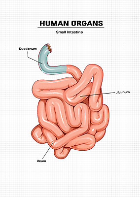PSD 신체 일러스트 해부 의학 신체부위 창자 작은창자 소화기관 장기 소장 국내일러스트 사람 장기_의학 파일형식