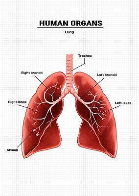 PSD 신체 일러스트 해부 의학 신체부위 허파 기관지 장기 국내일러스트 사람 호흡기관 파일형식