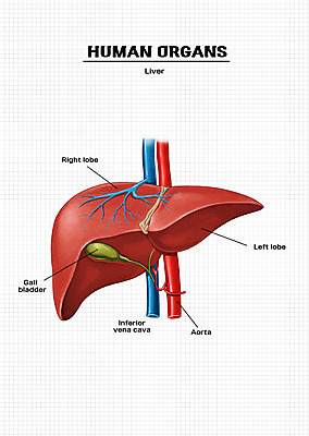 PSD 신체 일러스트 해부 의학 신체부위 장기 간 국내일러스트 사람 장기_의학 파일형식