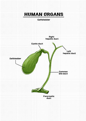 PSD 신체 일러스트 해부 의학 신체부위 장기 쓸개 국내일러스트 사람 장기_의학 파일형식