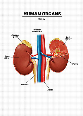 PSD 신체 일러스트 해부 의학 신체부위 신장 장기 국내일러스트 사람 비뇨기관 파일형식