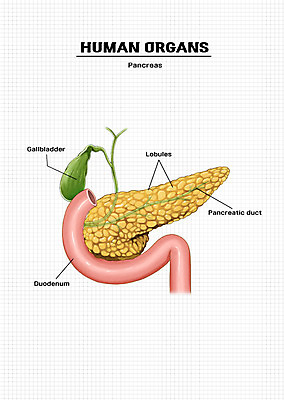 PSD 신체 일러스트 해부 의학 신체부위 장기 췌장 국내일러스트 사람 장기_의학 파일형식