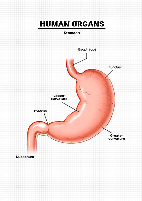 PSD 신체 일러스트 해부 의학 신체부위 소화기관 장기 위 국내일러스트 사람 장기_의학 방향 파일형식
