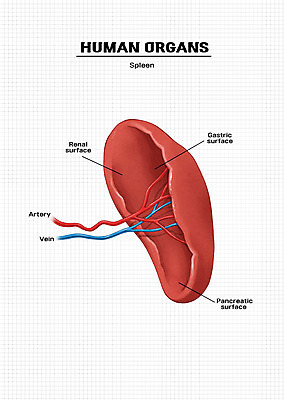 PSD 신체 일러스트 해부 의학 신체부위 장기 비장 국내일러스트 사람 파일형식