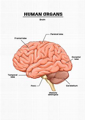 PSD 신체 일러스트 해부 의학 신체부위 장기 뇌 국내일러스트 사람 파일형식