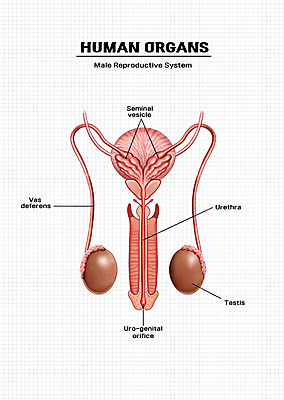 PSD 신체 일러스트 해부 의학 신체부위 비뇨기관 장기 생식기관 남성생식기 전립선 고환 국내일러스트 사람 장기_의학 파일형식 남자생식기
