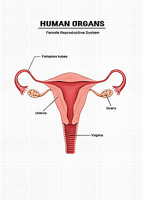 PSD 신체 일러스트 해부 의학 신체부위 비뇨기관 장기 자궁 생식기관 국내일러스트 사람 장기_의학 파일형식