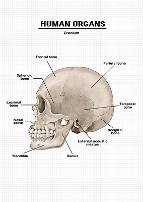 PSD 신체 일러스트 해부 의학 뼈 해골 신체부위 장기 국내일러스트 사람 파일형식
