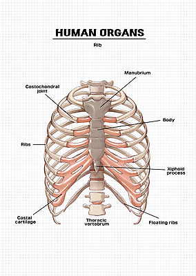 PSD 신체 일러스트 해부 의학 뼈 신체부위 장기 갈비뼈 국내일러스트 사람 파일형식