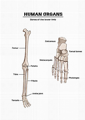 PSD 신체 일러스트 해부 의학 신체부위 장기 다리뼈 발가락뼈 발뼈 국내일러스트 뼈 사람 파일형식