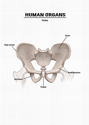 PSD 신체 일러스트 해부 의학 뼈 신체부위 장기 골반 엉덩이뼈 골반뼈 국내일러스트 사람 파일형식
