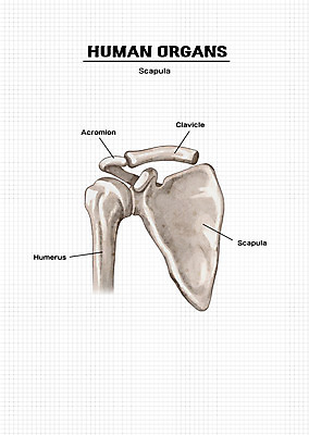PSD 신체 일러스트 해부 의학 뼈 신체부위 장기 국내일러스트 사람 파일형식