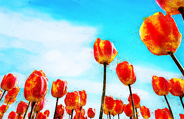 PSD 꽃 꽃밭 일러스트 하늘 수채화 사람없음 튤립 감성 보테니컬아트 국내일러스트 식물 컨셉 파일형식