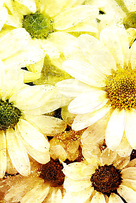 PSD 꽃 일러스트 수채화 국화 사람없음 감성 보테니컬아트 국내일러스트 식물 컨셉 파일형식