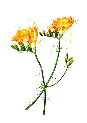 PSD 꽃 일러스트 수채화 사람없음 감성 프리지어 보테니컬아트 국내일러스트 식물 컨셉 파일형식