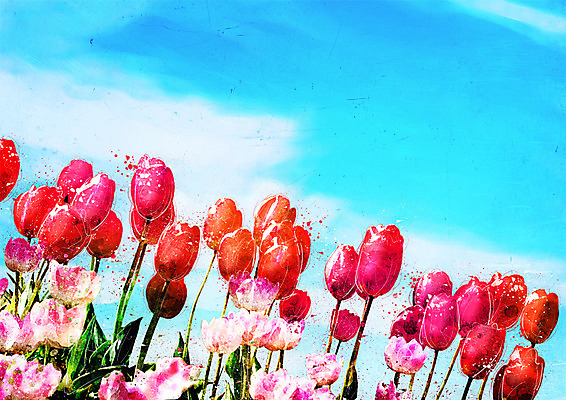 PSD 꽃 꽃밭 일러스트 하늘 수채화 사람없음 튤립 감성 보테니컬아트 국내일러스트 식물 컨셉 파일형식