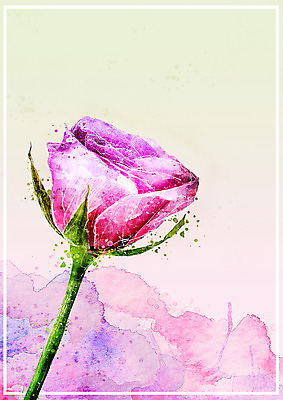 PSD 꽃 한송이 일러스트 수채화 사람없음 장미 번짐 감성 보테니컬아트 국내일러스트 식물 1 컨셉 송이 파일형식 효과