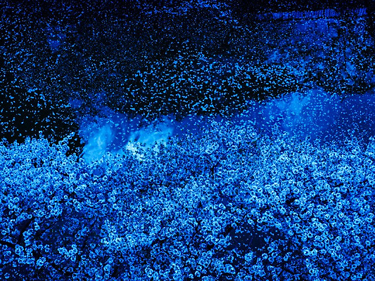 포토 JPG 꽃 여러송이 자연 풍경 사람없음 야외 강 봄 벚꽃 국내포토 식물 계절 다수 생태계 파일형식