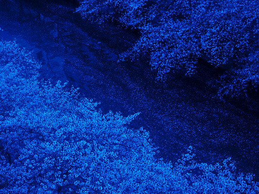 포토 JPG 꽃 자연 풍경 사람없음 야외 강 봄 벚꽃 국내포토 식물 계절 생태계 파일형식