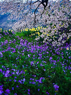 포토 JPG 주간 나무 꽃 꽃밭 자연 사람없음 야외 아웃포커스 봄 벚꽃 국내포토 자연요소 식물 계절 촬영기법 생태계 파일형식
