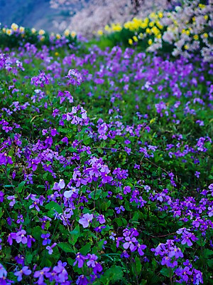 포토 JPG 주간 꽃 여러송이 꽃밭 자연 사람없음 야외 아웃포커스 보라색 국내포토 자연요소 식물 컬러 다수 촬영기법 생태계 파일형식