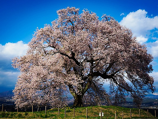 포토 JPG 주간 나무 구름 꽃 자연 하늘 한그루 풍경 사람없음 야외 울타리 봄 벚꽃 국내포토 자연요소 식물 1 계절 담장 생태계 파일형식