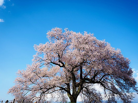 포토 JPG 주간 나무 구름 꽃 자연 하늘 한그루 풍경 사람없음 야외 봄 벚꽃 국내포토 자연요소 식물 1 계절 생태계 파일형식