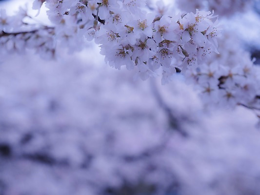 포토 JPG 주간 꽃 여러송이 자연 근접촬영 사람없음 야외 아웃포커스 봄 벚꽃 나뭇가지 국내포토 자연요소 나무 식물 계절 뷰포인트 다수 촬영기법 생태계 파일형식