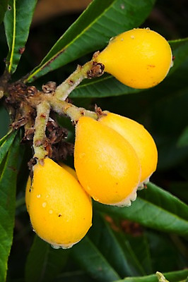 포토 JPG 주간 열매 자연 나뭇잎 근접촬영 사람없음 야외 아웃포커스 이슬 국내포토 자연요소 식물 뷰포인트 잎 촬영기법 생태계 파일형식