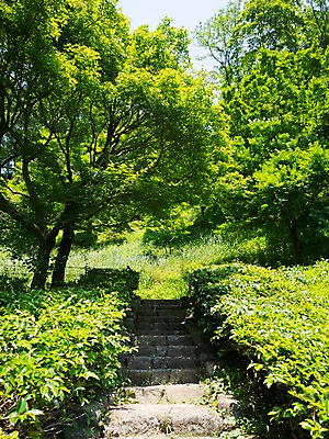 포토 JPG 주간 나무 자연 풍경 사람없음 야외 계단 숲 오르막 국내포토 자연요소 식물 생태계 파일형식