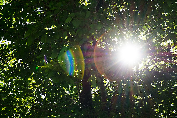 포토 JPG 주간 나무 자연 나뭇잎 사람없음 야외 햇빛 국내포토 자연요소 식물 잎 태양 생태계 파일형식