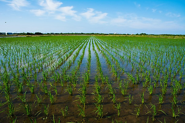 포토 JPG 주간 구름 자연 하늘 논 풍경 사람없음 야외 농경지 농사 원근감 모내기 국내포토 자연요소 뷰포인트 농업 농장 생태계 파일형식