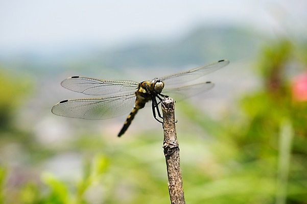 포토 JPG 주간 한마리 자연 사람없음 야외 아웃포커스 나뭇가지 잠자리 국내포토 자연요소 나무 1 곤충 촬영기법 생태계 파일형식