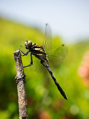 포토 JPG 주간 한마리 자연 근접촬영 사람없음 야외 아웃포커스 나뭇가지 잠자리 국내포토 자연요소 나무 1 뷰포인트 곤충 촬영기법 생태계 파일형식