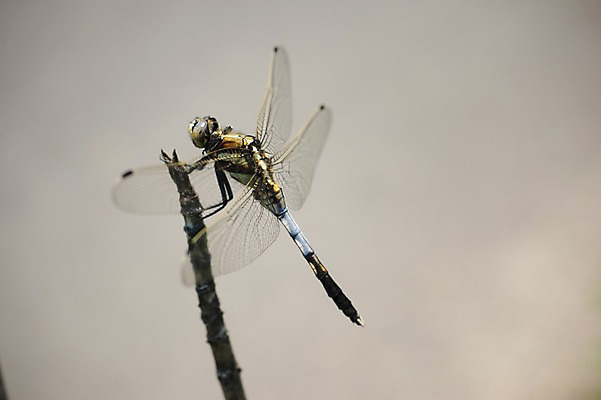포토 JPG 주간 한마리 자연 사람없음 야외 아웃포커스 나뭇가지 잠자리 국내포토 자연요소 나무 1 곤충 촬영기법 생태계 파일형식