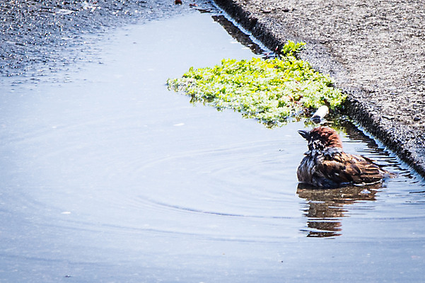 포토 JPG 주간 한마리 자연 조류 사람없음 야외 웅덩이 국내포토 자연요소 동물 1 생태계 파일형식