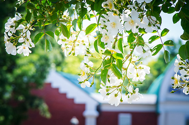 포토 JPG 주간 꽃 여러송이 자연 나뭇잎 사람없음 야외 아웃포커스 나뭇가지 국내포토 자연요소 나무 식물 다수 잎 촬영기법 생태계 파일형식