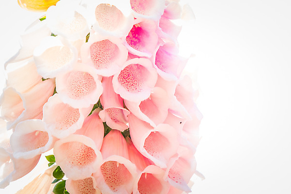 포토 JPG 주간 꽃 여러송이 자연 근접촬영 사람없음 야외 아웃포커스 연분홍색 국내포토 자연요소 식물 뷰포인트 분홍색 다수 촬영기법 생태계 파일형식