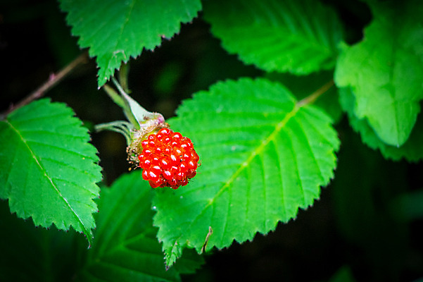 포토 JPG 주간 자연 나뭇잎 근접촬영 사람없음 야외 아웃포커스 국내포토 자연요소 뷰포인트 잎 촬영기법 생태계 파일형식