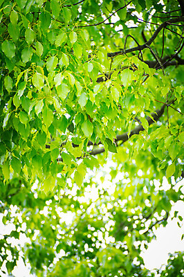 포토 JPG 주간 꽃 자연 나뭇잎 사람없음 야외 아웃포커스 나뭇가지 국내포토 자연요소 나무 식물 잎 촬영기법 생태계 파일형식