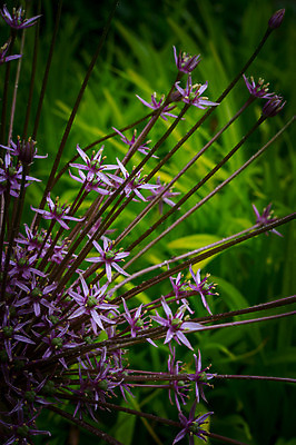 포토 JPG 주간 꽃 여러송이 자연 사람없음 야외 아웃포커스 국내포토 자연요소 식물 다수 촬영기법 생태계 파일형식
