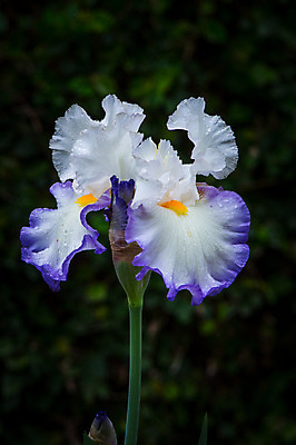 포토 JPG 주간 꽃 한송이 자연 근접촬영 사람없음 야외 아웃포커스 국내포토 자연요소 식물 1 뷰포인트 촬영기법 생태계 송이 파일형식