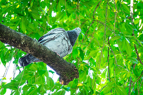 포토 JPG 주간 한마리 자연 나뭇잎 사람없음 야외 나뭇가지 비둘기 국내포토 자연요소 나무 1 잎 조류 생태계 파일형식