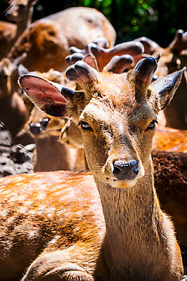 포토 JPG 주간 여러마리 사슴 사람없음 야외 아웃포커스 가축 목장 축산업 국내포토 자연요소 동물 산업 다수 포유류 촬영기법 파일형식