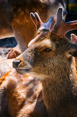 포토 JPG 주간 사슴 사람없음 야외 아웃포커스 가축 목장 축산업 국내포토 자연요소 동물 산업 포유류 촬영기법 파일형식