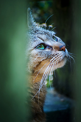 포토 JPG 주간 한마리 사람없음 야외 아웃포커스 반려동물 고양이 동물라이프 반려 국내포토 자연요소 동물 1 라이프스타일 포유류 촬영기법 파일형식