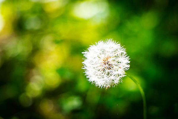 포토 JPG 주간 자연 근접촬영 사람없음 야외 아웃포커스 민들레홀씨 국내포토 자연요소 뷰포인트 촬영기법 민들레 생태계 파일형식