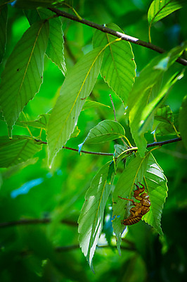 포토 JPG 주간 한마리 곤충 자연 나뭇잎 사람없음 야외 아웃포커스 나뭇가지 국내포토 자연요소 나무 동물 1 잎 촬영기법 생태계 파일형식