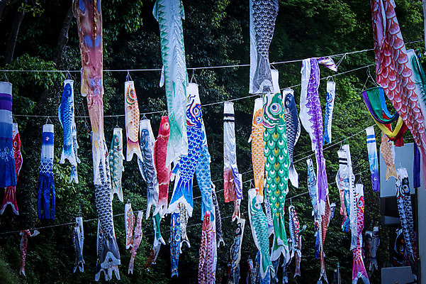 포토 JPG 주간 일본문화 사람없음 야외 일본 축제 깃발 일본전통 잉어 고이노보리 국내포토 자연요소 동양문화 전통 아시아 외국문화 어류 파일형식